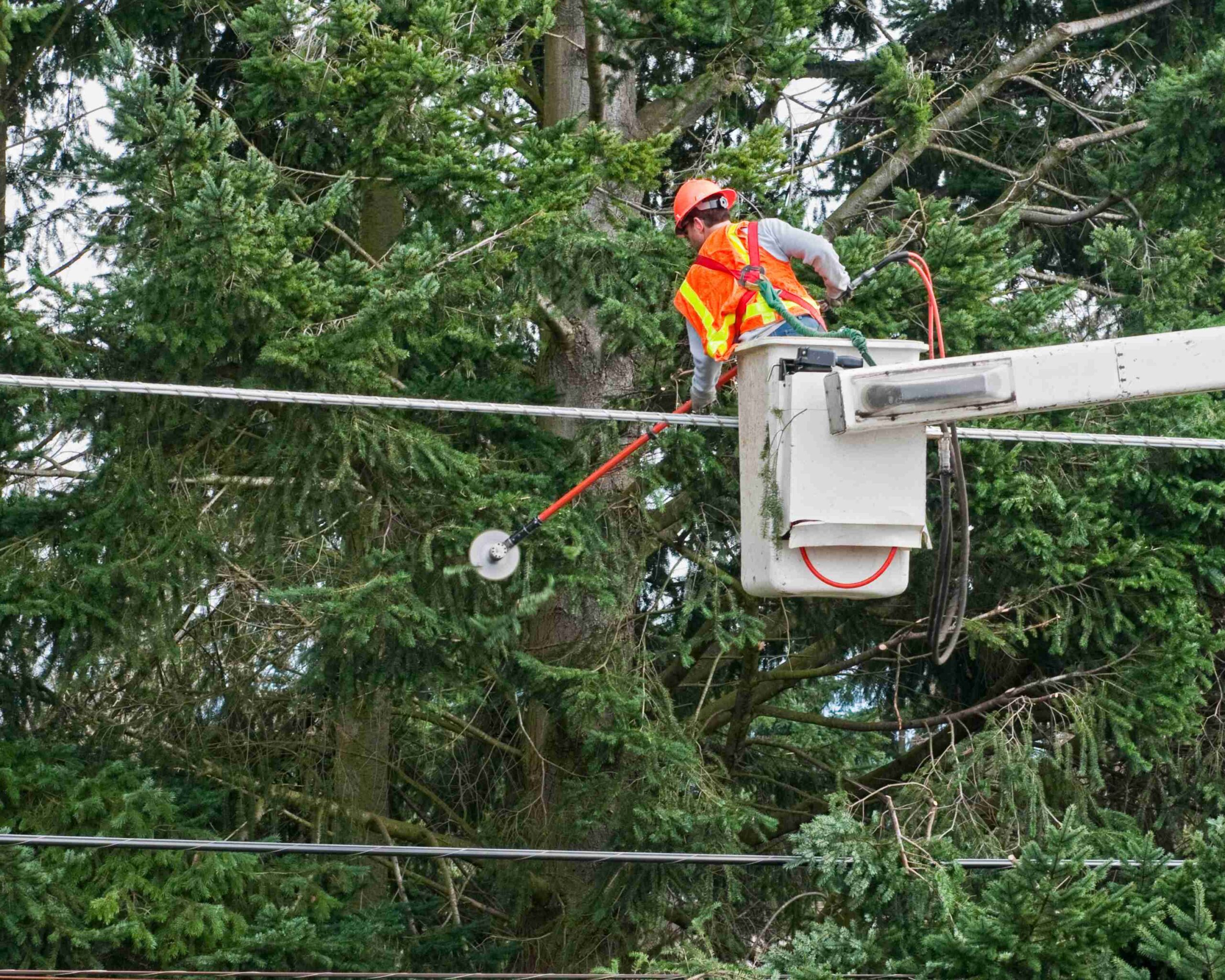 tree trimming