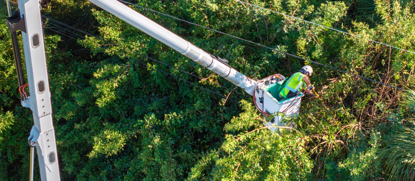 Worker on in a bucket truck trimming trees at a very high height
